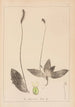 Herbier de la flore française Pl0924 - Louis Antoine Cusin — artwork view
