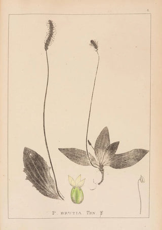 Herbier de la flore française Pl0924 - Louis Antoine Cusin — artwork view