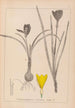 Herbier de la flore française Pl0958 - Louis Antoine Cusin — artwork view
