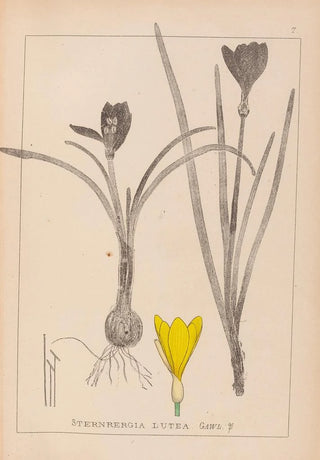 Herbier de la flore française Pl0958 - Louis Antoine Cusin — artwork view