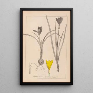 Herbier de la flore française Pl0958 - Louis Antoine Cusin — framed artwork on a wall