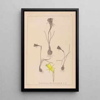 Herbier de la flore française Pl0959 - Louis Antoine Cusin — framed artwork on a wall