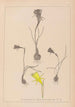 Herbier de la flore française Pl0959 - Louis Antoine Cusin — artwork view