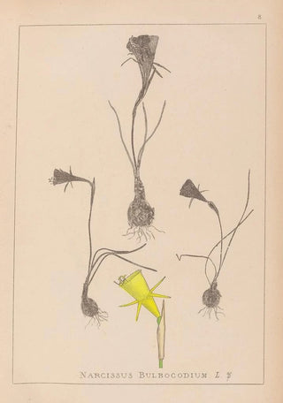 Herbier de la flore française Pl0959 - Louis Antoine Cusin — artwork view