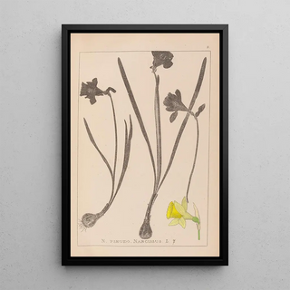 Herbier de la flore française Pl0960 - Louis Antoine Cusin — framed artwork on a wall