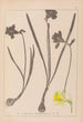 Herbier de la flore française Pl0960 - Louis Antoine Cusin — artwork view