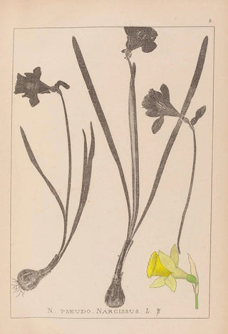 Herbier de la flore française Pl0960 - Louis Antoine Cusin — artwork view