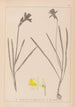Herbier de la flore française Pl0961 - Louis Antoine Cusin — artwork view