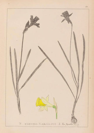 Herbier de la flore française Pl0961 - Louis Antoine Cusin — artwork view