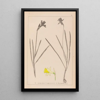 Herbier de la flore française Pl0961 - Louis Antoine Cusin — framed artwork on a wall