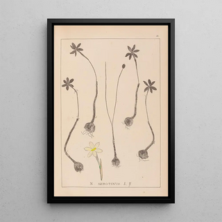 Herbier de la flore française Pl0969 - Louis Antoine Cusin — framed artwork on a wall
