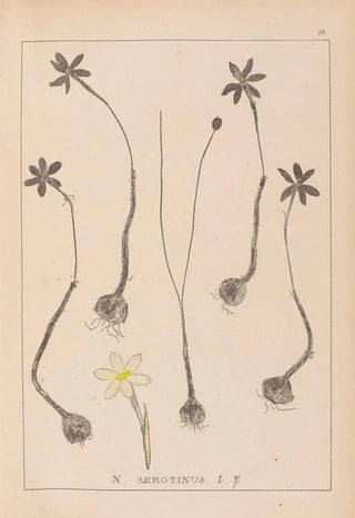 Herbier de la flore française Pl0969 - Louis Antoine Cusin — artwork view