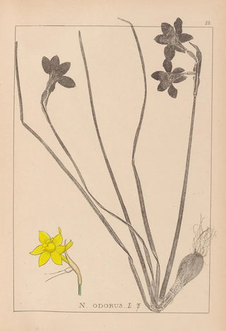 Herbier de la flore française Pl0970 - Louis Antoine Cusin — artwork view