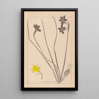 Herbier de la flore française Pl0970 - Louis Antoine Cusin — framed artwork on a wall