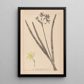 Herbier de la flore française Pl0971 - Louis Antoine Cusin — framed artwork on a wall