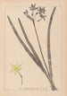 Herbier de la flore française Pl0971 - Louis Antoine Cusin — artwork view