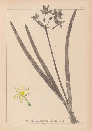Herbier de la flore française Pl0971 - Louis Antoine Cusin — artwork view