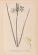Herbier de la flore française Pl0972 - Louis Antoine Cusin — artwork view