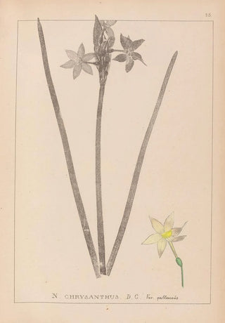 Herbier de la flore française Pl0972 - Louis Antoine Cusin — artwork view