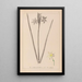 Herbier de la flore française Pl0972 - Louis Antoine Cusin — framed artwork on a wall