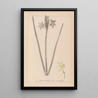 Herbier de la flore française Pl0972 - Louis Antoine Cusin — framed artwork on a wall