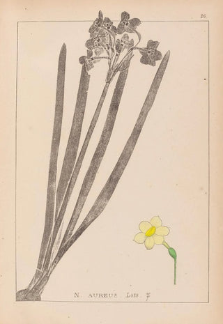 Herbier de la flore française Pl0973 - Louis Antoine Cusin — artwork view