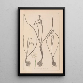 Herbier de la flore française Pl0974 - Louis Antoine Cusin — framed artwork on a wall