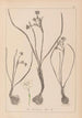 Herbier de la flore française Pl0974 - Louis Antoine Cusin — artwork view