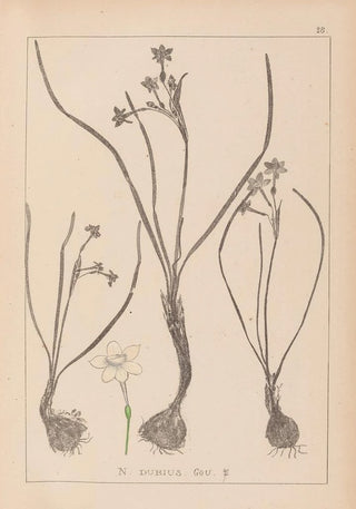 Herbier de la flore française Pl0974 - Louis Antoine Cusin — artwork view