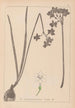 Herbier de la flore française Pl0975 - Louis Antoine Cusin — artwork view
