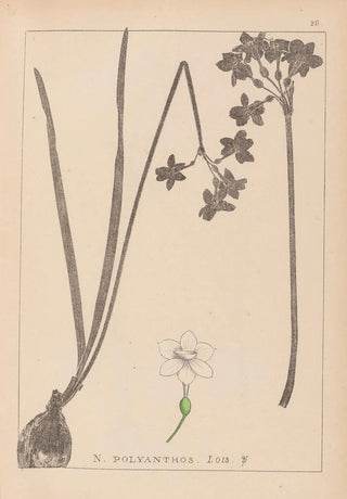 Herbier de la flore française Pl0975 - Louis Antoine Cusin — artwork view