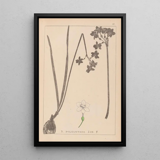 Herbier de la flore française Pl0975 - Louis Antoine Cusin — framed artwork on a wall