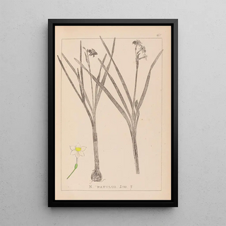 Herbier de la flore française Pl0976 - Louis Antoine Cusin — framed artwork on a wall