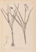 Herbier de la flore française Pl0976 - Louis Antoine Cusin — artwork view