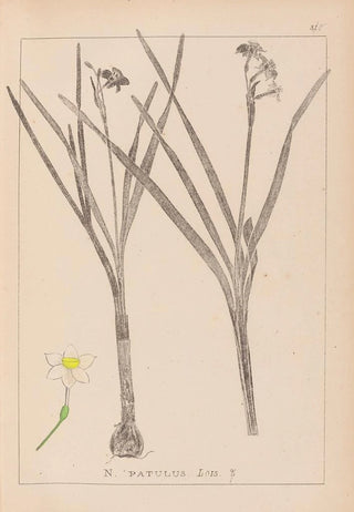 Herbier de la flore française Pl0976 - Louis Antoine Cusin — artwork view