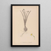 Herbier de la flore française Pl0978 - Louis Antoine Cusin — framed artwork on a wall