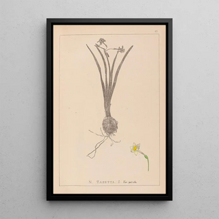 Herbier de la flore française Pl0978 - Louis Antoine Cusin — framed artwork on a wall