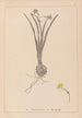 Herbier de la flore française Pl0978 - Louis Antoine Cusin — artwork view