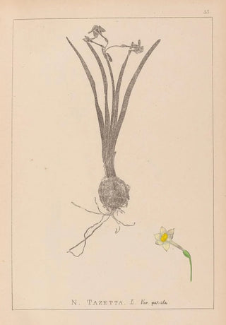 Herbier de la flore française Pl0978 - Louis Antoine Cusin — artwork view