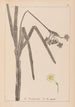 Herbier de la flore française Pl0979 - Louis Antoine Cusin — artwork view