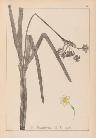 Herbier de la flore française Pl0979 - Louis Antoine Cusin — artwork view