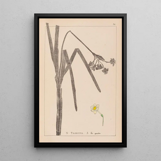 Herbier de la flore française Pl0979 - Louis Antoine Cusin — framed artwork on a wall