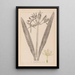 Herbier de la flore française Pl0980 - Louis Antoine Cusin — framed artwork on a wall