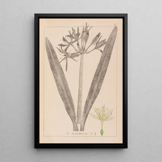 Herbier de la flore française Pl0980 - Louis Antoine Cusin — framed artwork on a wall
