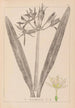Herbier de la flore française Pl0980 - Louis Antoine Cusin — artwork view
