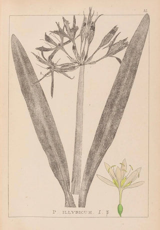 Herbier de la flore française Pl0980 - Louis Antoine Cusin — artwork view