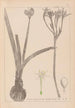 Herbier de la flore française Pl0981 - Louis Antoine Cusin — artwork view