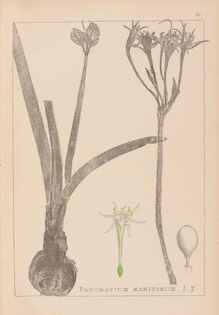 Herbier de la flore française Pl0981 - Louis Antoine Cusin — artwork view