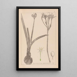 Herbier de la flore française Pl0981 - Louis Antoine Cusin — framed artwork on a wall