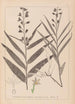 Herbier de la flore française Pl0983 - Louis Antoine Cusin — artwork view